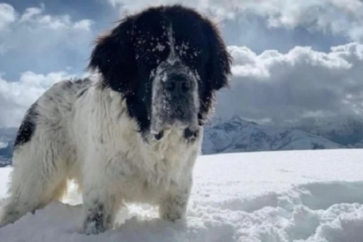 L'ultimo desiderio di Maggie