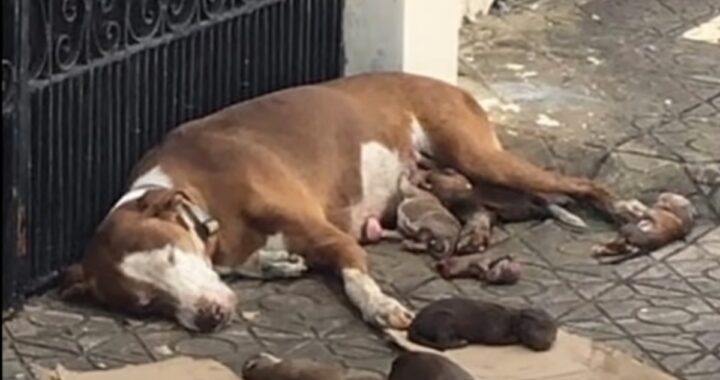 Volontari salvano mamma cagnolina e i suoi cuccioli