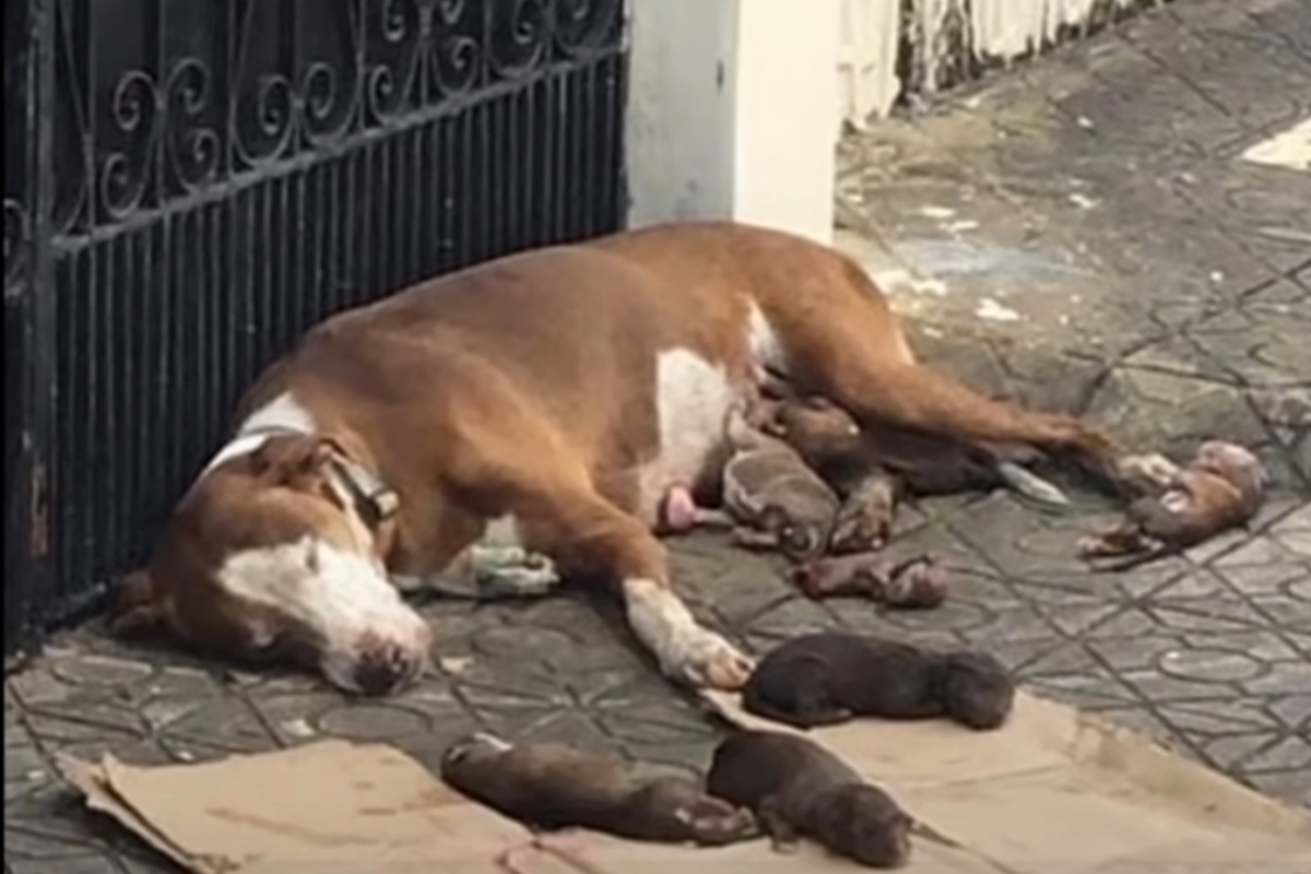 Volontari salvano mamma cagnolina e i suoi cuccioli
