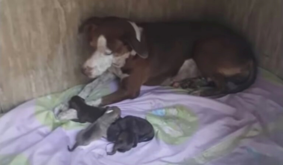 Volontari salvano mamma cagnolina e i suoi cuccioli