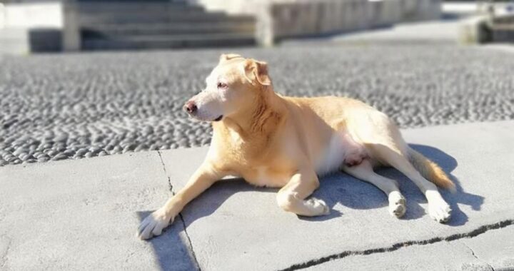 morto il cane melo
