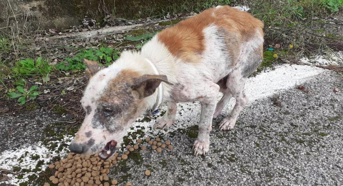Palermo, la storia di Nanetto. Abbandonato in gravi condizioni nelle campagne