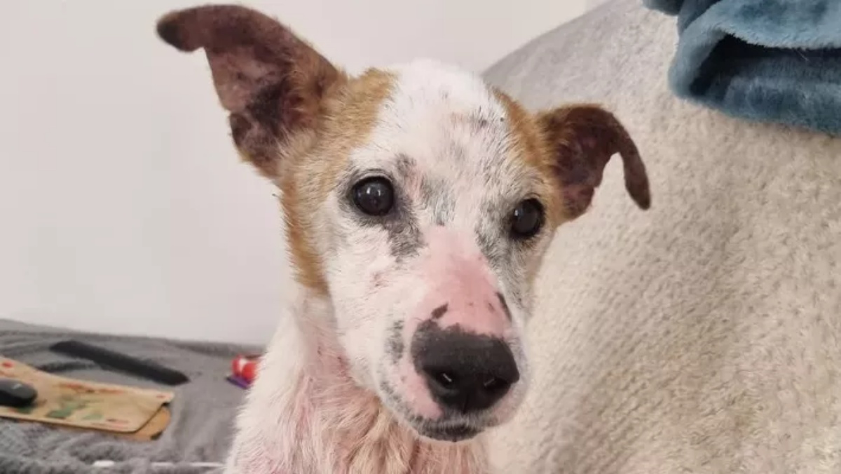 La storia del cane Nanetto