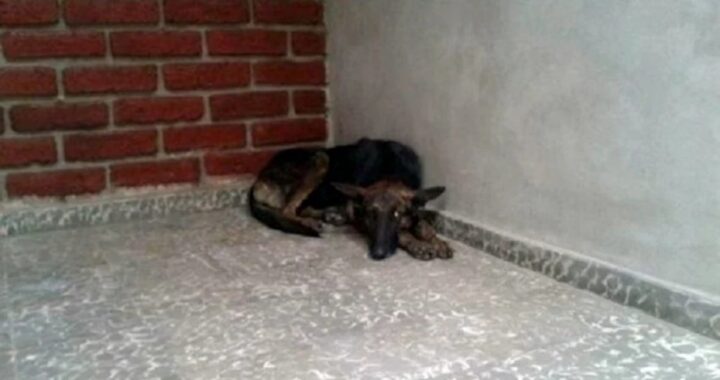 L'amore della cagnolina Negrita