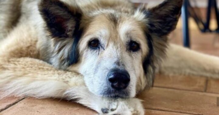 Il ricordo di Nuvola, il cane di Benedetta Rossi