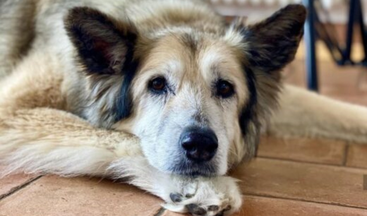 Il ricordo di Nuvola, il cane di Benedetta Rossi