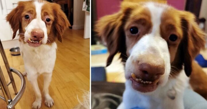 La storia del cane Pepo