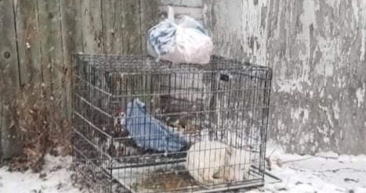 Il salvataggio della cagnolina Rosabella
