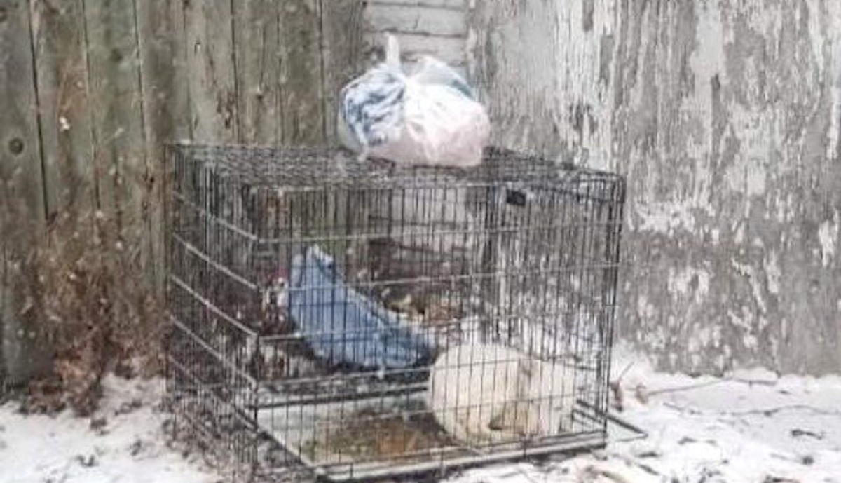 Il salvataggio della cagnolina Rosabella