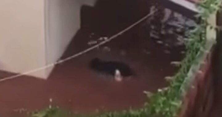 Il video virale di un Rottweiler