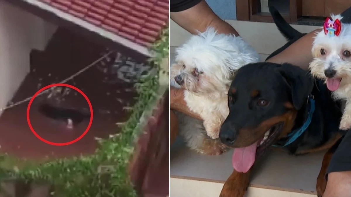 Il video virale di un Rottweiler