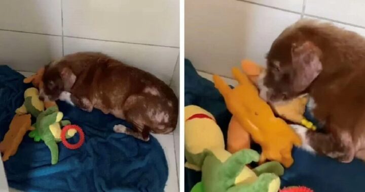 Il commovente video di Samantha