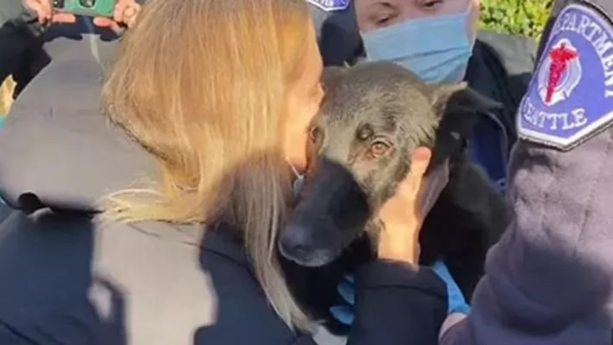il salvataggio del cane Sammy