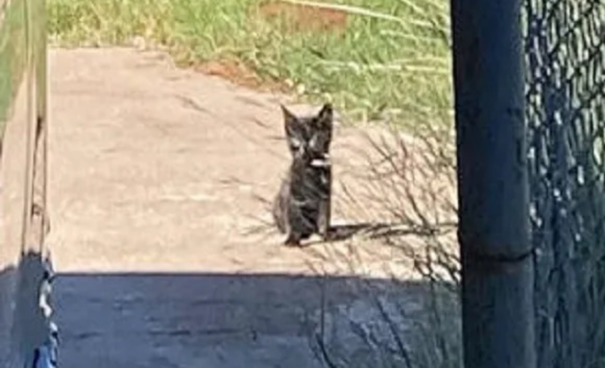 Sweetie, la gattina randagia seduta sul marciapiede di un quartiere e che spera essere notata dai residenti