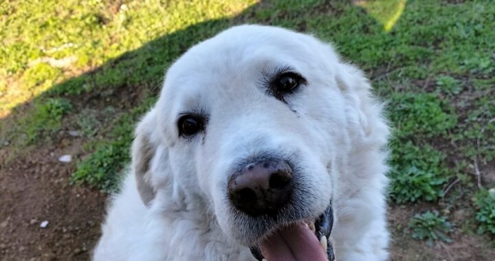 Addio al cane White