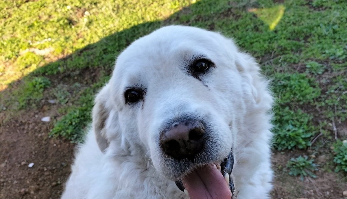 Addio al cane White