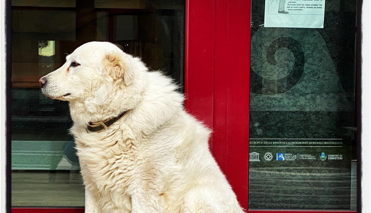 Addio al cane White 