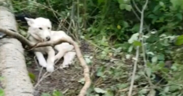 Il salvataggio di Willow