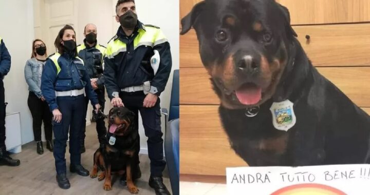 Cane poliziotto adottato a Este