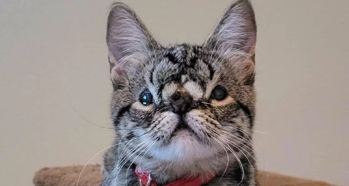 Adorabile gattina con anomalia facciale