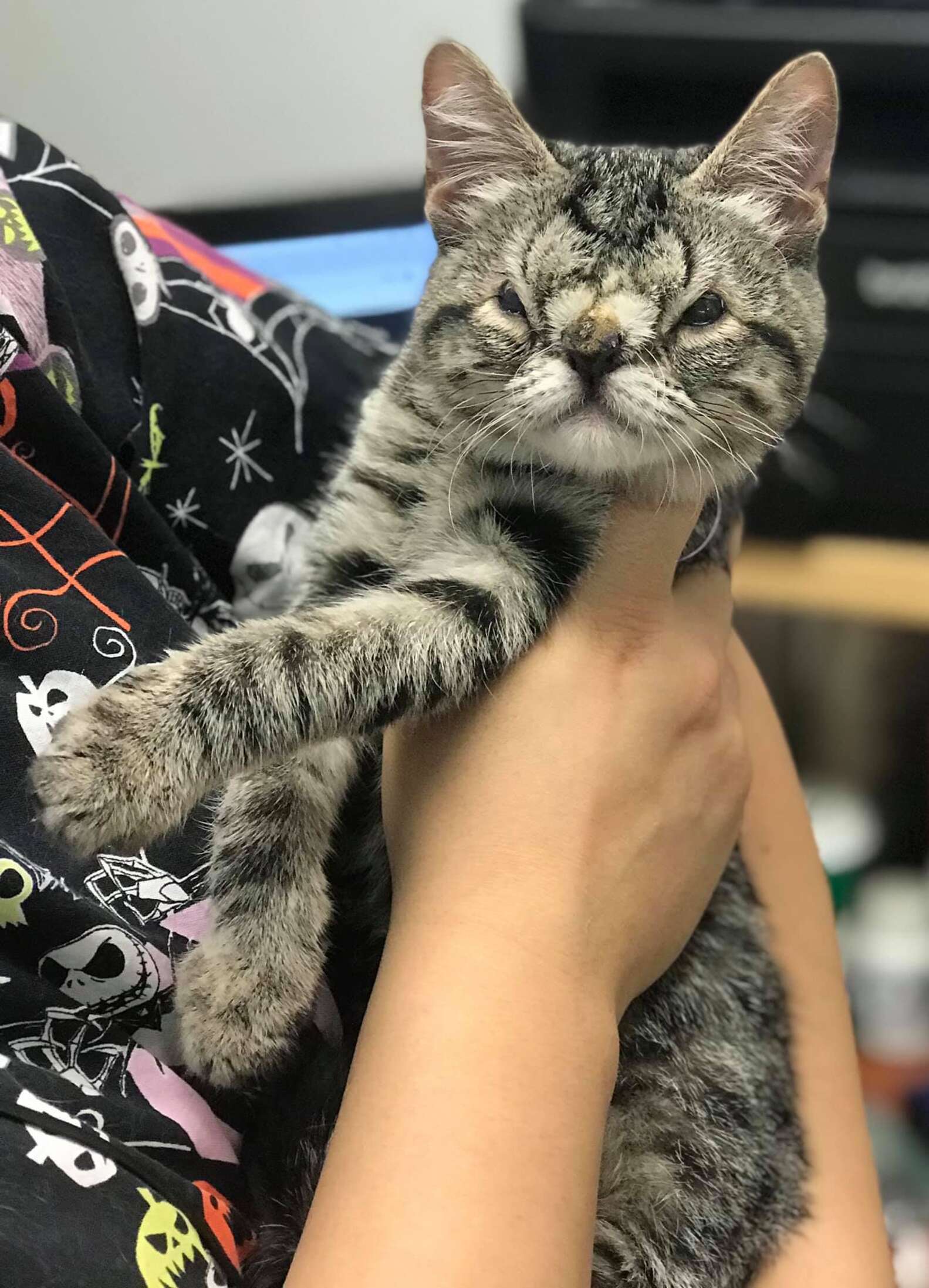 gattina