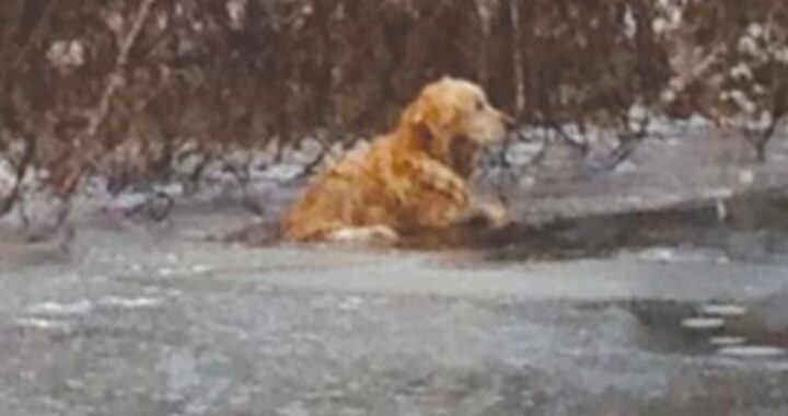 agenti golden retriever