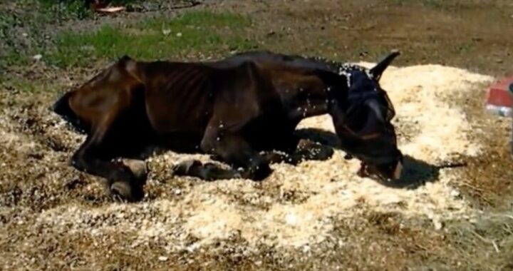 benny cavallo