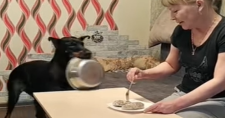 cagnolina cibo