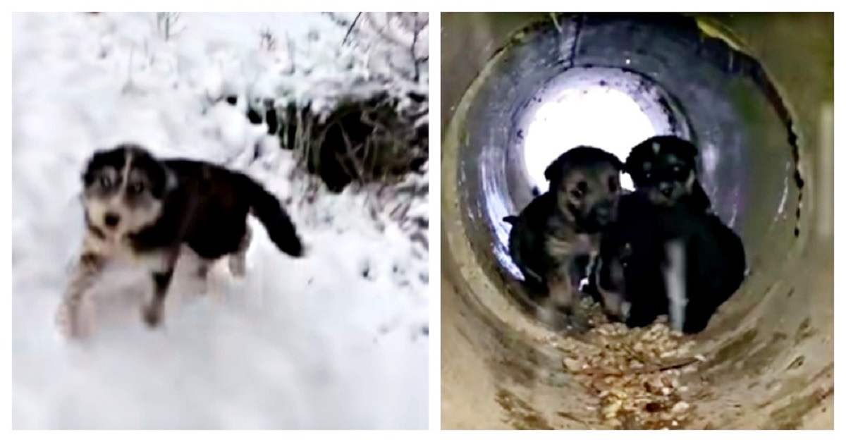 Cagnolina per salvare i cuccioli