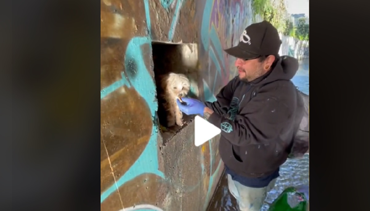 cagnolino abbandonato nel canale