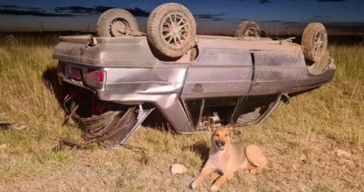 cane e proprietario incidente