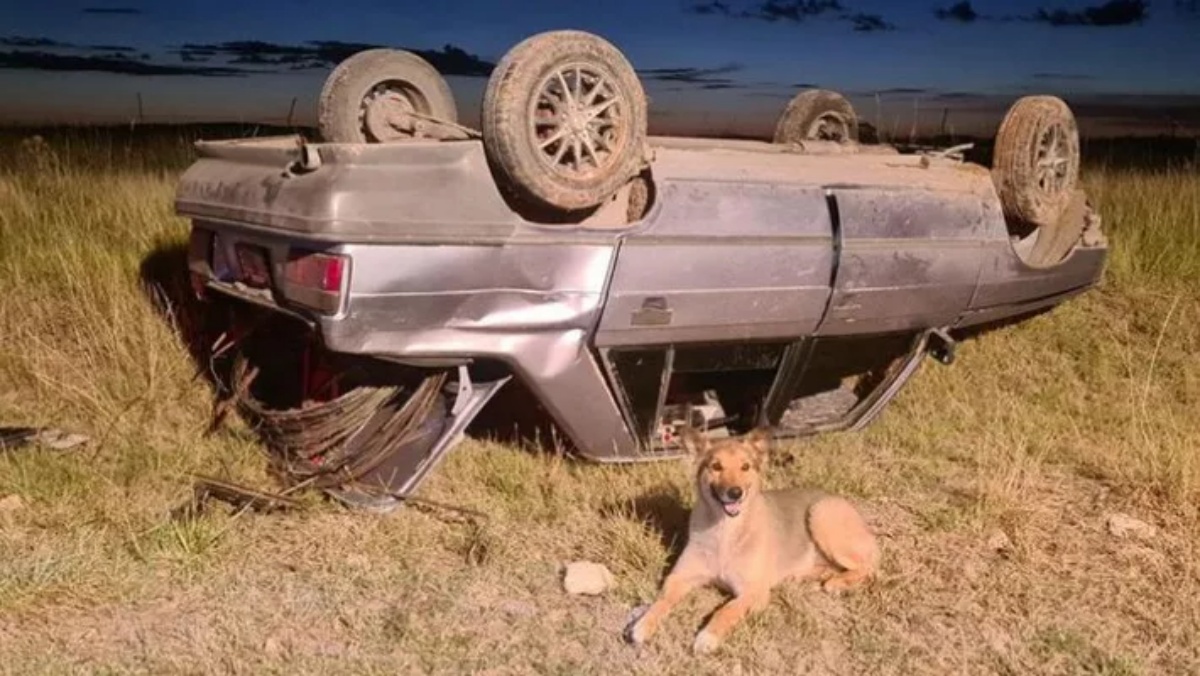 cane e proprietario incidente