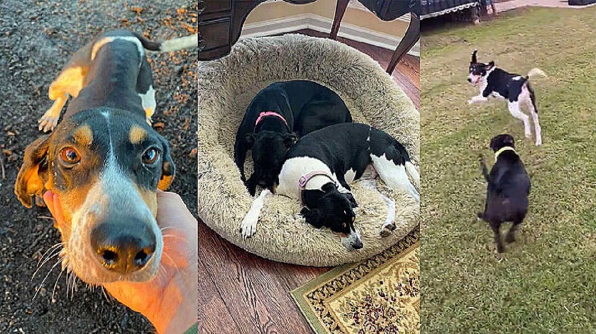 Dog adopts an abandoned puppy