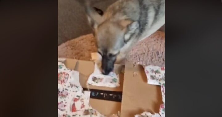 Cane apre il regalo di Natale