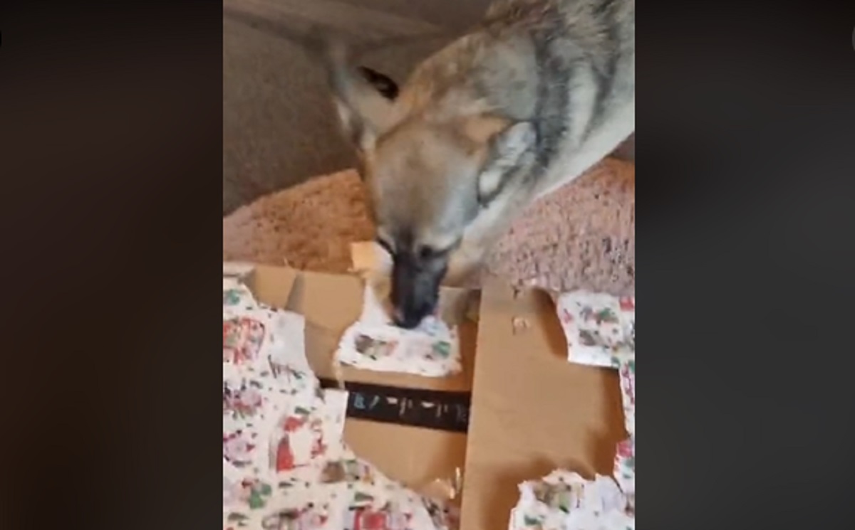 Cane apre il regalo di Natale