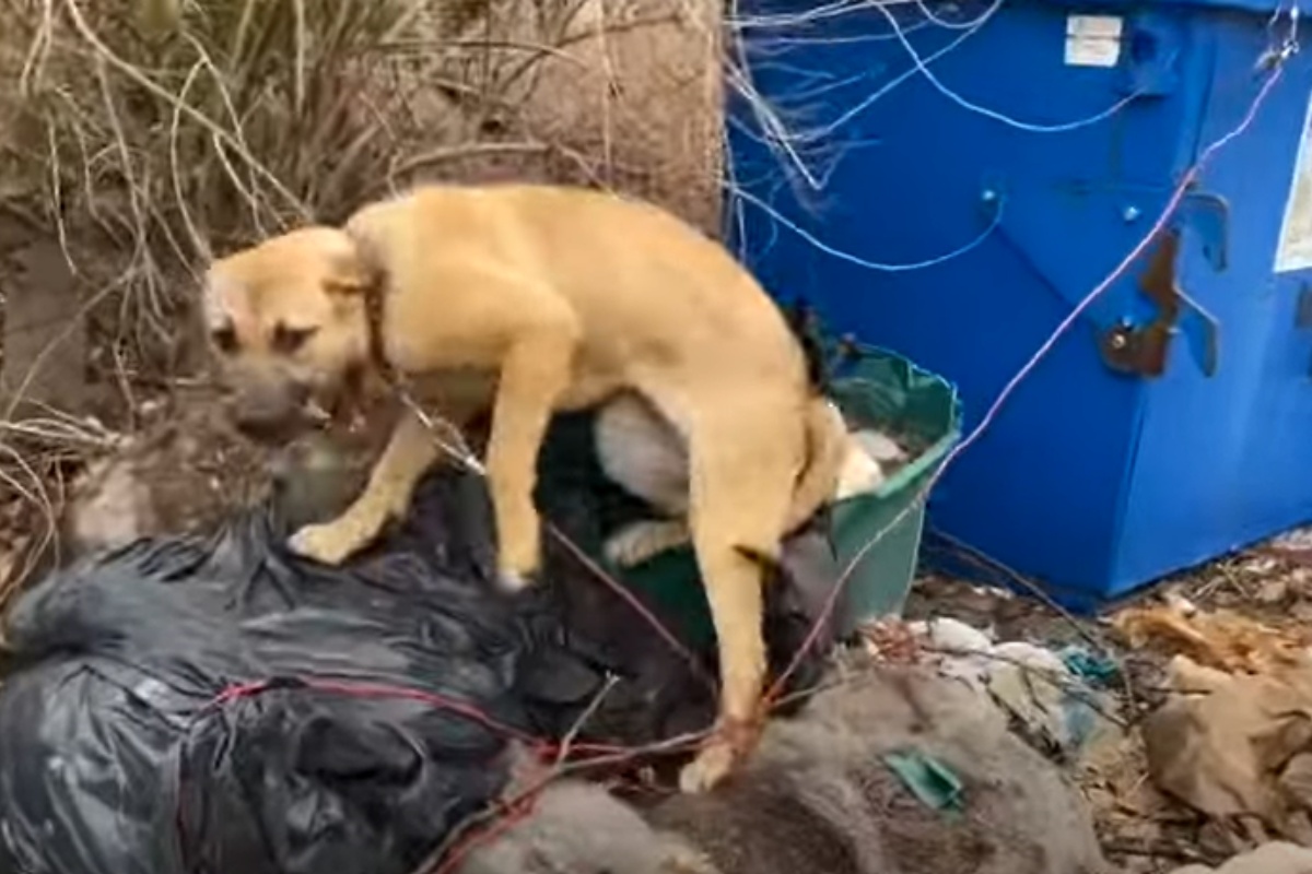 dumpster dog