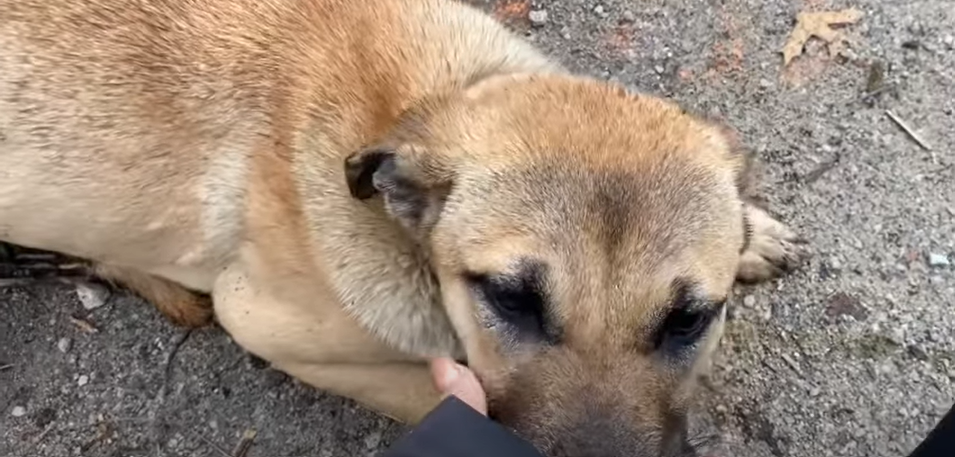 dumpster dog