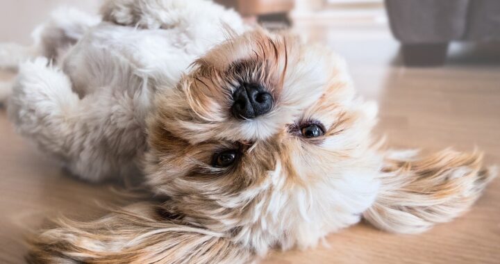 rendere felice cane