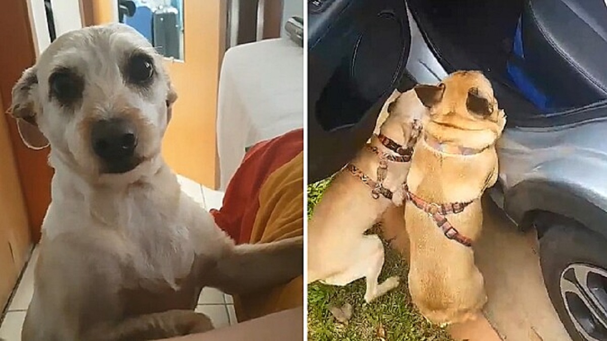 Cane ha paura di essere abbandonato