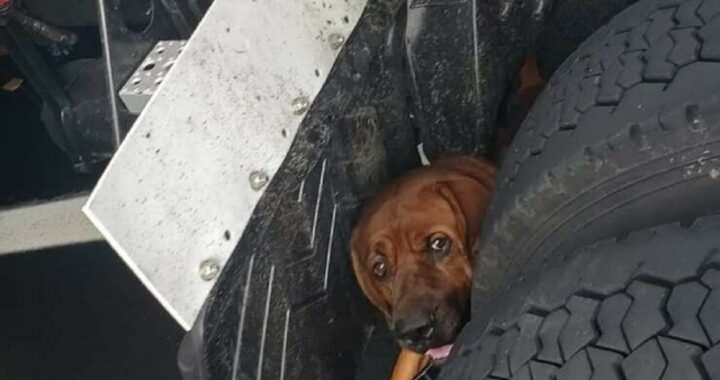 Cane in autostrada spaventato