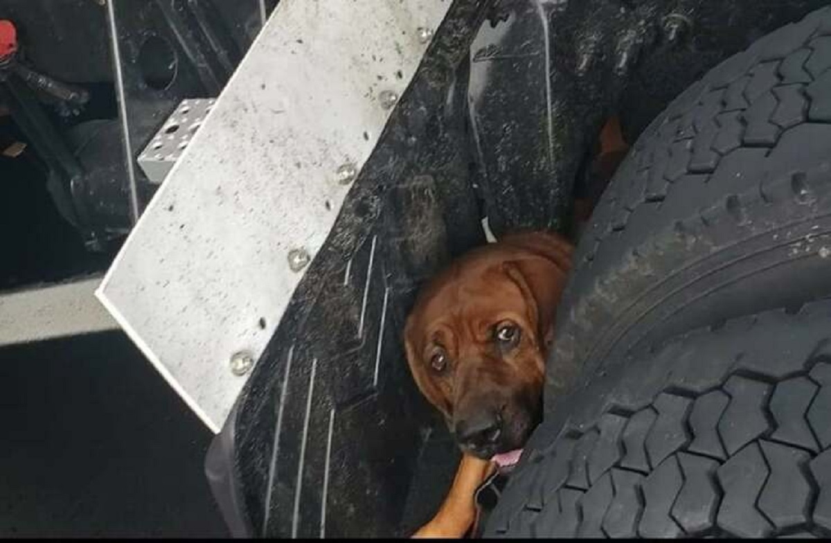 Dog on the highway scared