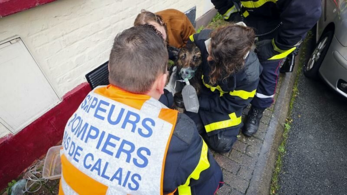 vigili del fuoco salvano un cane