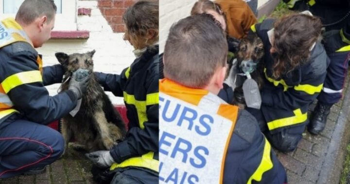 vigili del fuoco salvano un cane