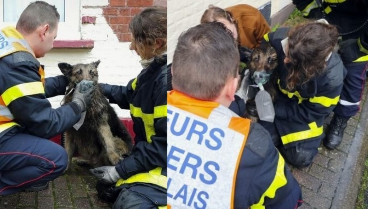 firefighters save a dog