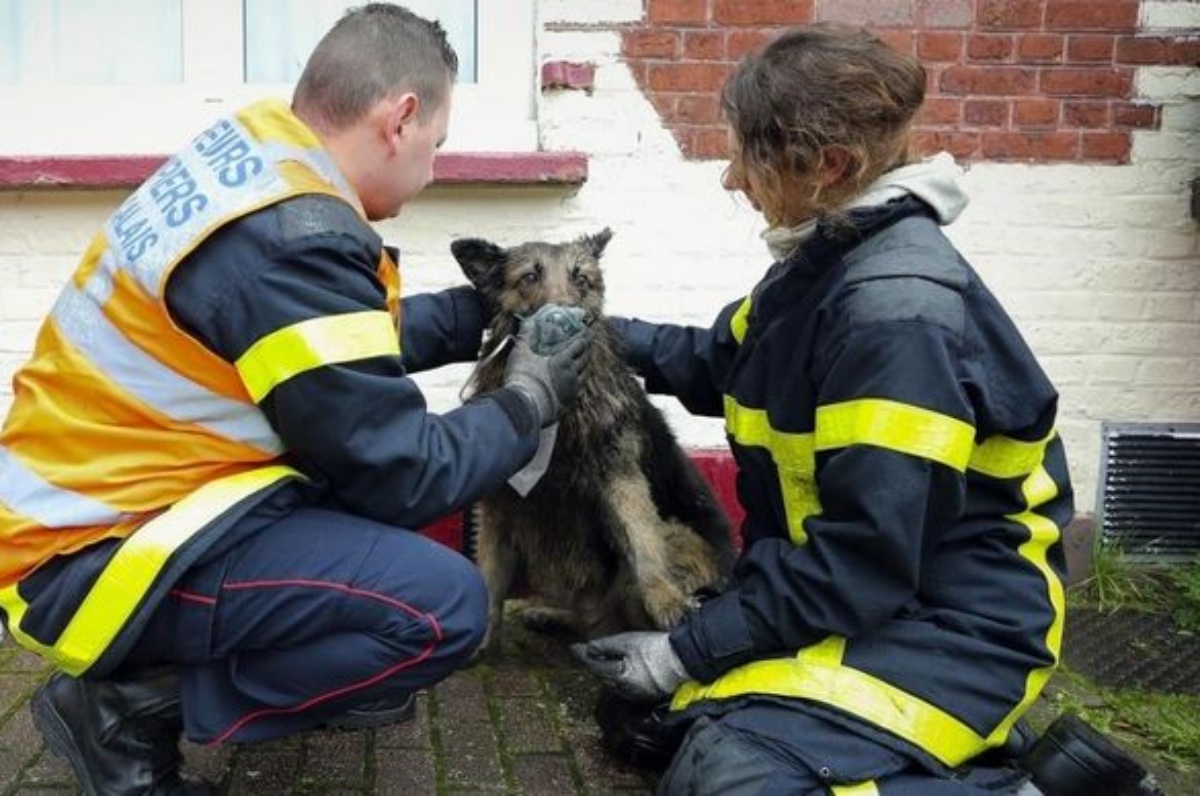vigili del fuoco salvano un cane 