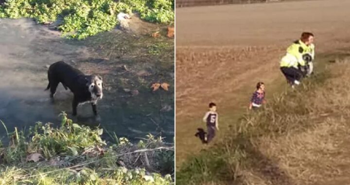 Cane intrappolato in un canale