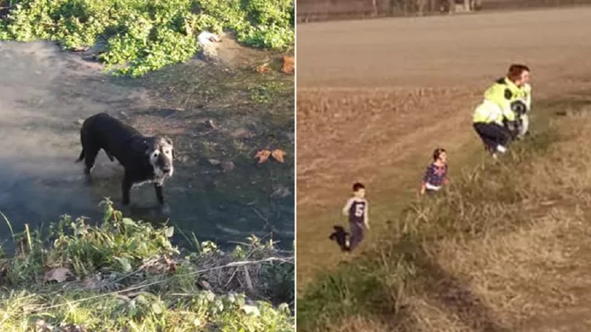 Cane intrappolato in un canale