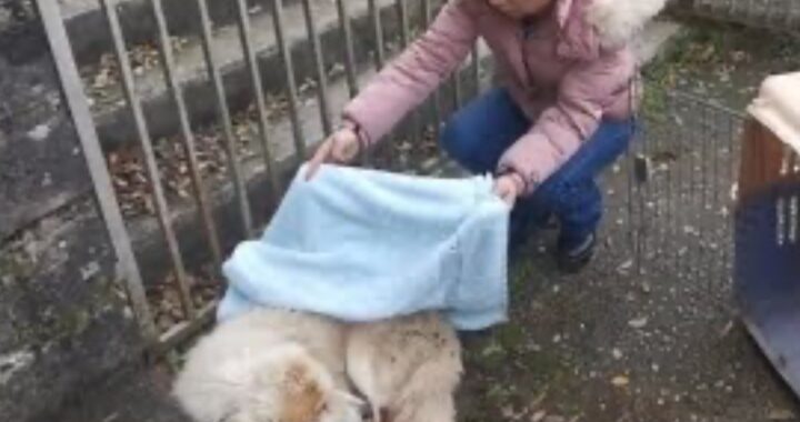 cane investito