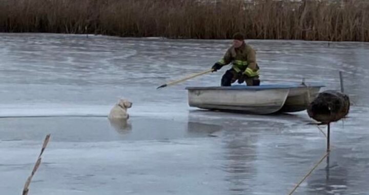 cane lago