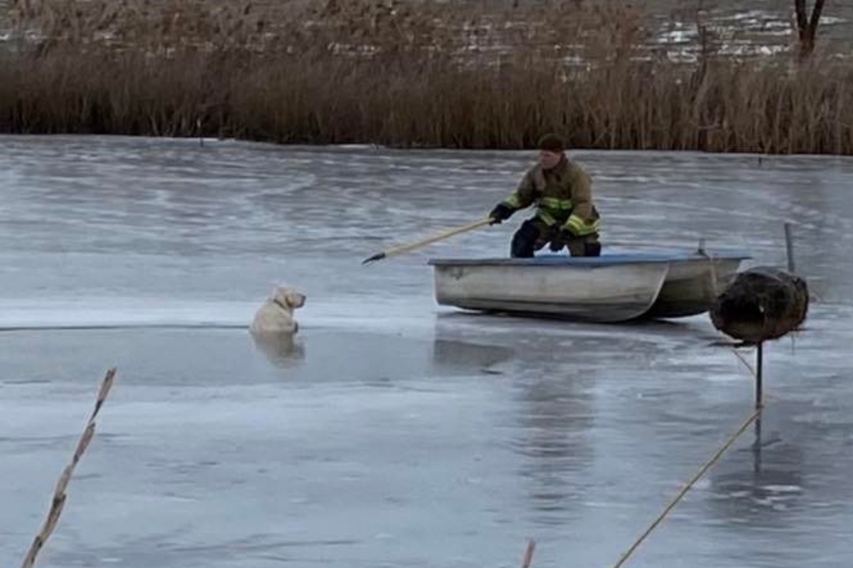 Vigili del fuoco salvano la vita del cane intrappolato sul lago ghiacciato
